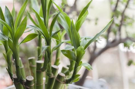 招財樹風水|風水植物｜不只富貴竹！7款招財/招桃花植物推介+不 